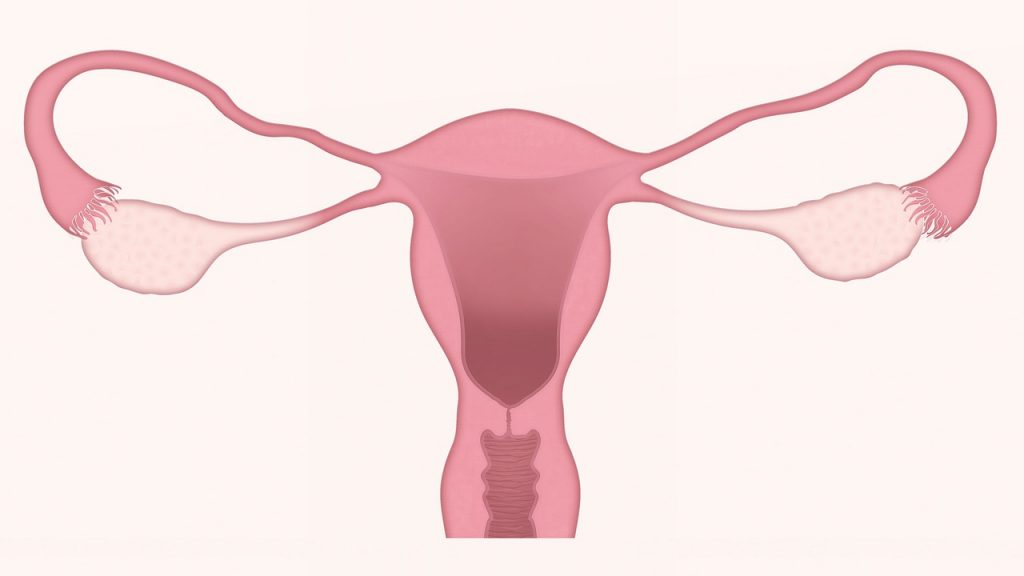 Vaginalpilz: Ursachen, Symptome, Online-Diagnose & Behandlung
